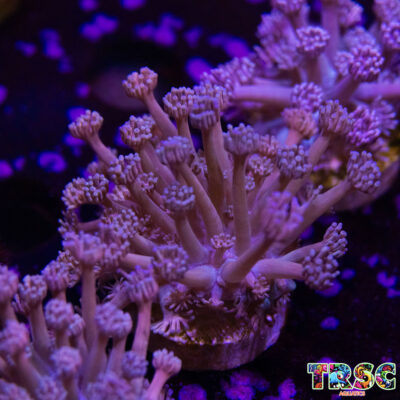 Purp/Pink Gradient Goniopora C07