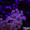 TR 050726 GONI C08