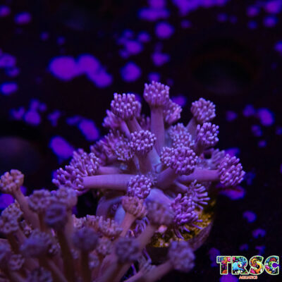 Purp/Pink Gradient Goniopora C08