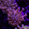 TR 050726 GONI C09