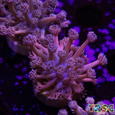 Purp/Pink Gradient Goniopora C09