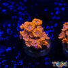 TR 050726 GONI D01