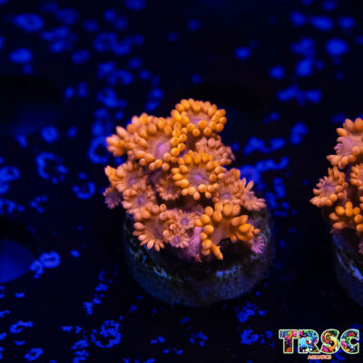 Orange Lorax Goniopora D01