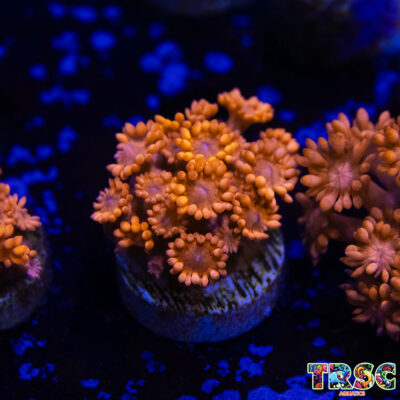 Orange Lorax Goniopora D02