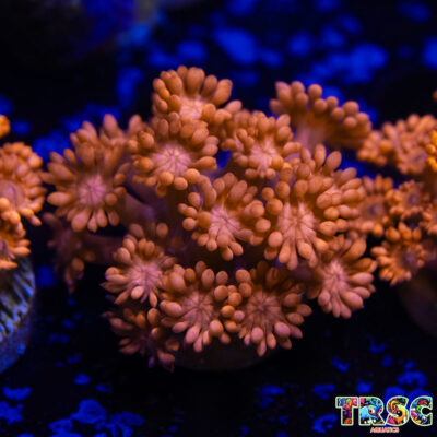 Orange Lorax Goniopora D03