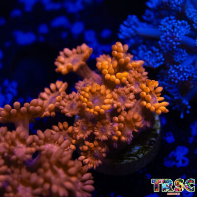 Orange Lorax Goniopora D04