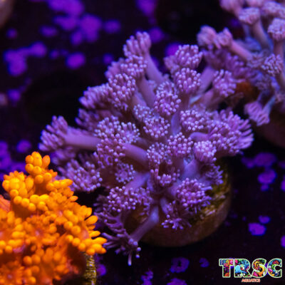 Purp/Pink Gradient Goniopora D05