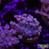 TR 050726 GONI D06