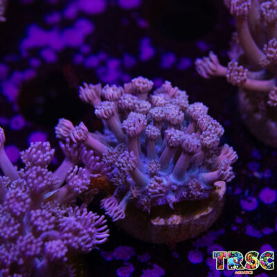 Purp/Pink Gradient Goniopora D06
