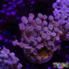 TR 050726 GONI D07