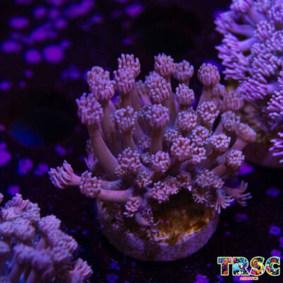 Purp/Pink Gradient Goniopora D07
