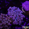 TR 050726 GONI D08