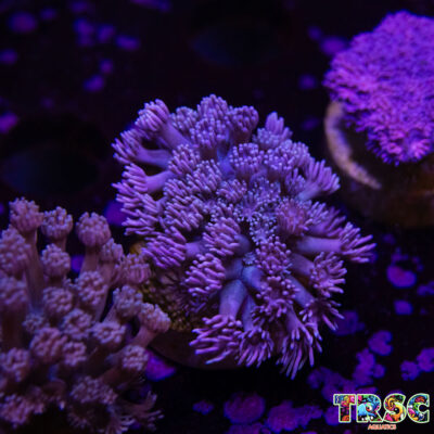 Purp/Pink Gradient Goniopora D08