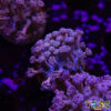 TR 050726 GONI D09