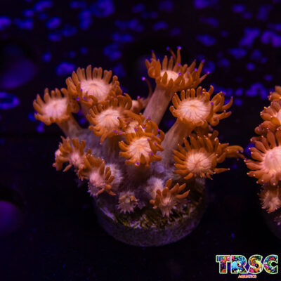 Glitter Tip Goniopora E01