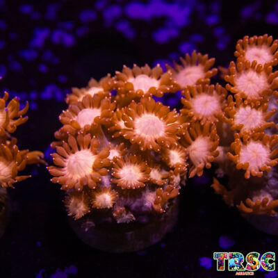 Glitter Tip Goniopora E02