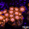 TR 050726 GONI E03