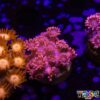 TR 050726 GONI E05