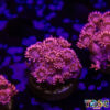 TR 050726 GONI E06