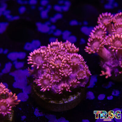 Pinky Goniopora E06