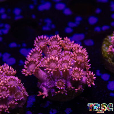 Pinky Goniopora E07