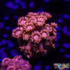 TR 050726 GONI E08
