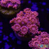 TR 050726 GONI E09