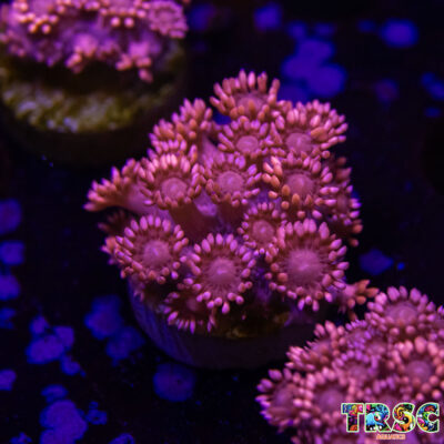 Pinky Goniopora E09