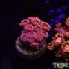 TR 050726 GONI F01