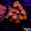 TR 050726 GONI F02