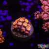Fade To OJ Goniopora F03