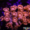 TR 050726 GONI F04
