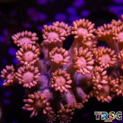 Fade To OJ Goniopora F04