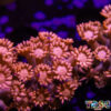 TR 050726 GONI F05