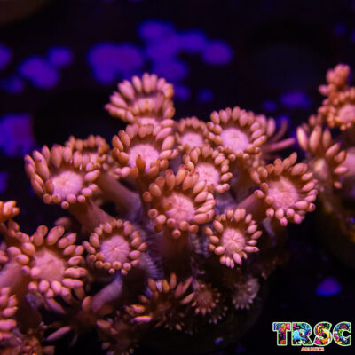 Fade To OJ Goniopora F06