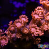 TR 050726 GONI F07