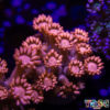 TR 050726 GONI F08