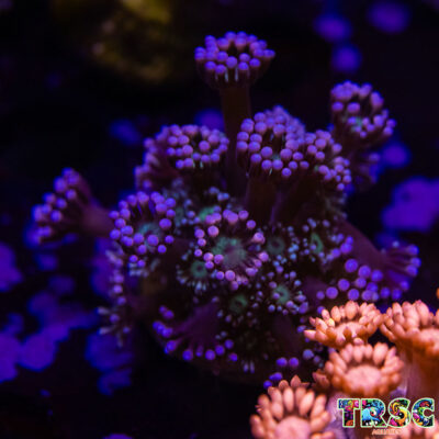Purple Queen Goniopora F09