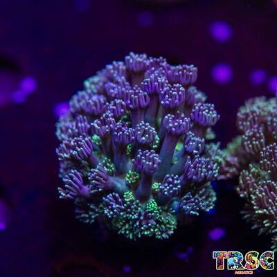 Grover Goniopora G01