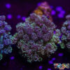 Grover Goniopora G02 1 TR 050726 GONI G02