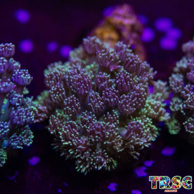 Grover Goniopora G02