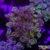 TR 050726 GONI G04