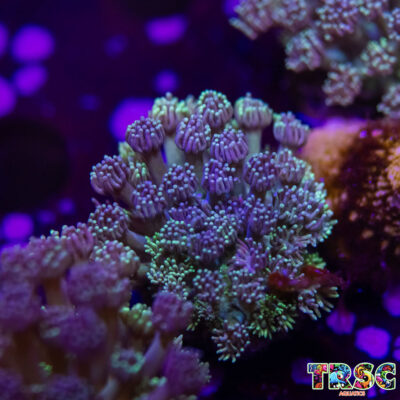 Grover Goniopora G05