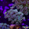TR 050726 GONI G06