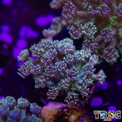 Grover Goniopora G06