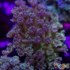 TR 050726 GONI G07