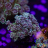 TR 050726 GONI G08