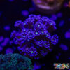 TR 050726 GONI G09