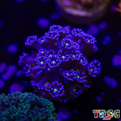 Purple Midnight Goniopora G09