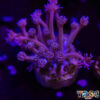 TR 050726 GONI H01